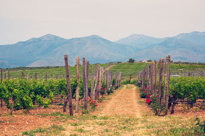 Scenic view of field against mountains