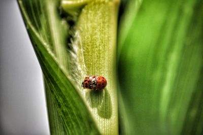 Close-up of ladybug on leaf