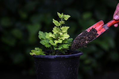 Close-up of potted plant