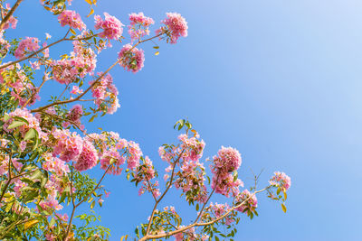 Low angle view of cherry blossoms in spring