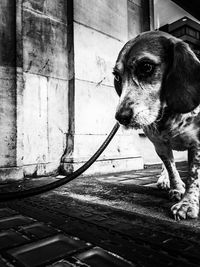 Close-up of dog on sidewalk