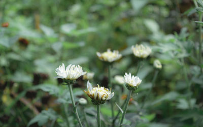 Close-up of white flowering plant on field