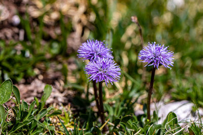 Close-up of purple flowering plants