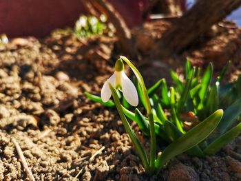 Close-up of green plant on field