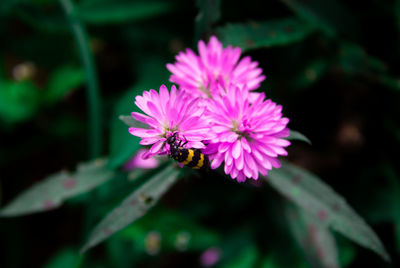 Close-up of bee pollinating on purple flower