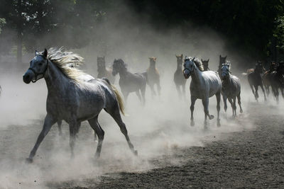 Horses running on field