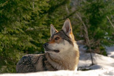 Close-up of a wolf looking away