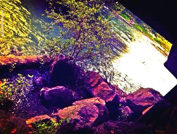 Trees on rocks
