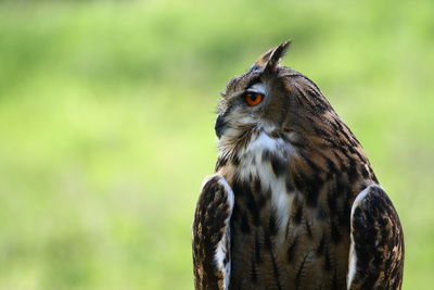 Close-up of owl outdoors