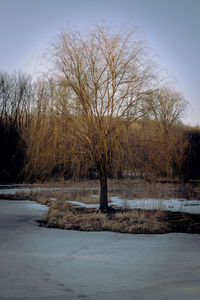 Bare trees on landscape against clear sky