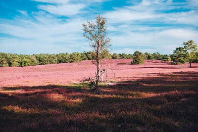 Trees on field against sky