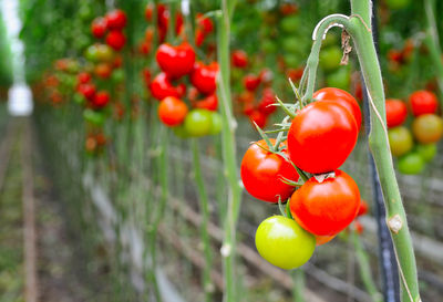 Close-up of cherry tomatoes