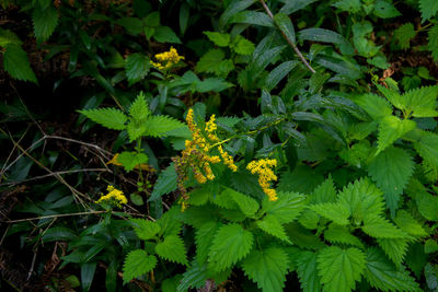 Yellow flowers blooming outdoors