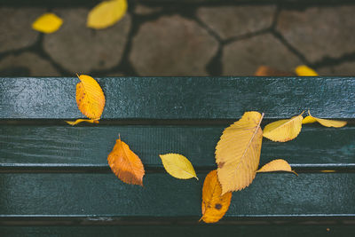 Close-up of yellow autumn leaf