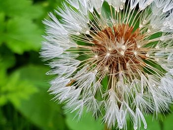 Close-up of white dandelion