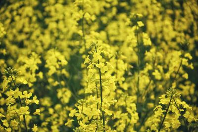 Close-up of fresh yellow flowering plants