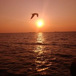 Bird flying over sea during sunset