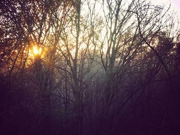 Low angle view of bare trees at sunset