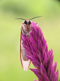 Close-up of butterfly pollinating on pink flower