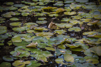 Close-up of leaves floating on water
