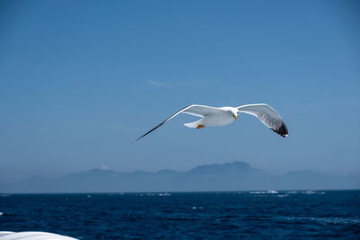 Seagull flying over sea against sky