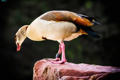 Close-up of bird perching on rock