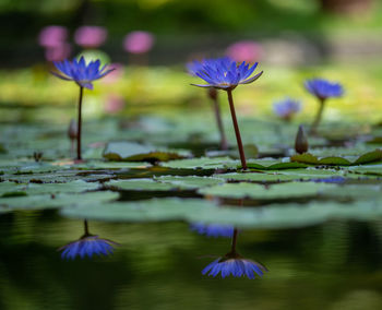 Close-up of purple water lily in lake