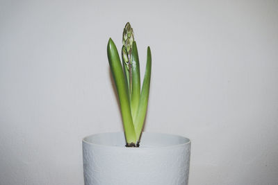 Close-up of potted plant against white wall