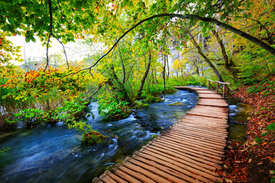 Footbridge over lake amidst trees in forest