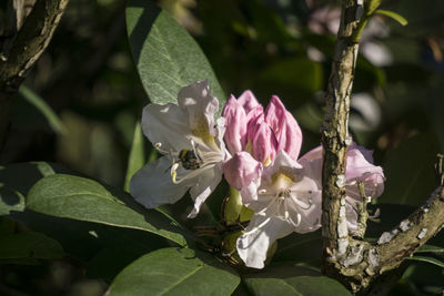 Close-up of pink flowers blooming outdoors