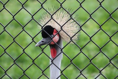 Close-up of crested bird through chainlink fence