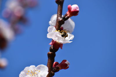 Low angle view of white flowering plant against blue sky