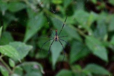 Close-up of spider on web