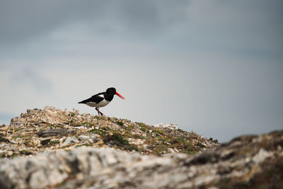 Bird perching on rock