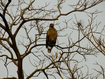 Low angle view of bird perching on bare tree against clear sky