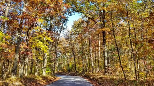 Road amidst trees in forest during autumn