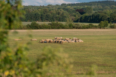 Flock of sheep on field