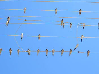 Low angle view of birds perching on power cables against clear blue sky