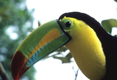 Close-up of yellow bird