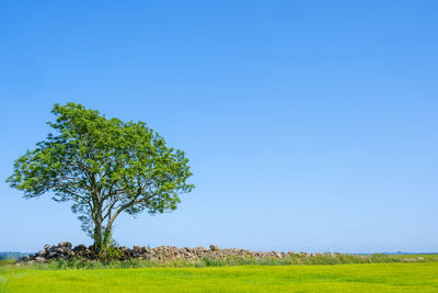Tree on field against clear blue sky
