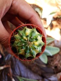 Close-up of hand holding succulent plant