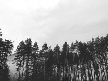 Low angle view of bamboo trees in forest against sky