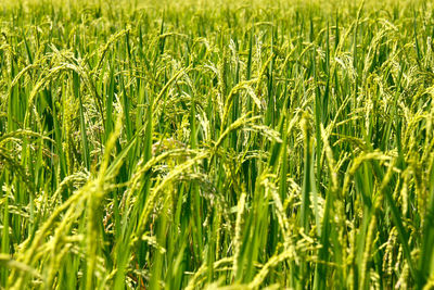 Full frame shot of corn field