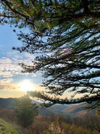 Scenic view of tree by mountain against sky