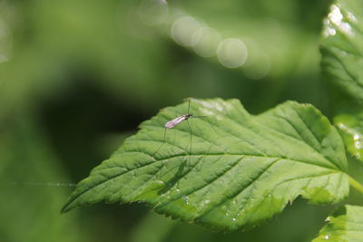 Close-up of insect on leaves