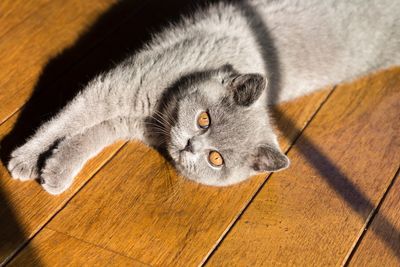 High angle portrait of cat relaxing on hardwood floor