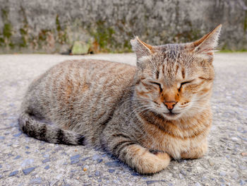 Close-up of cat