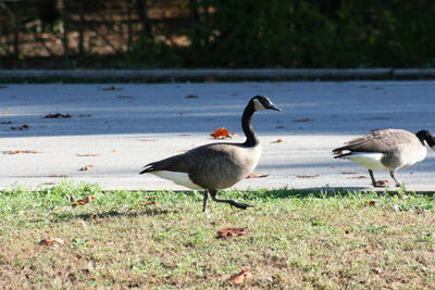 Ducks on field