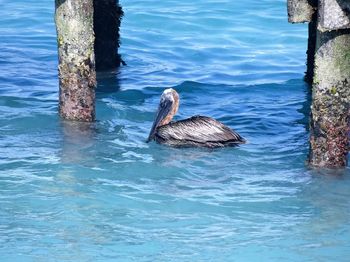 Bird in water