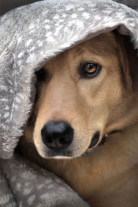 Close-up portrait of dog